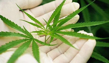 Marijuana Dispensary in the Golden State
