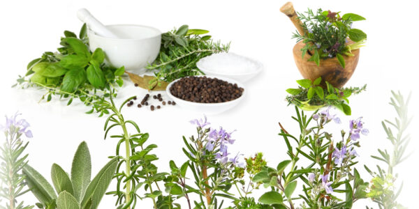 Relearning Traditional Herbal Remedies for Contemporary Wellness