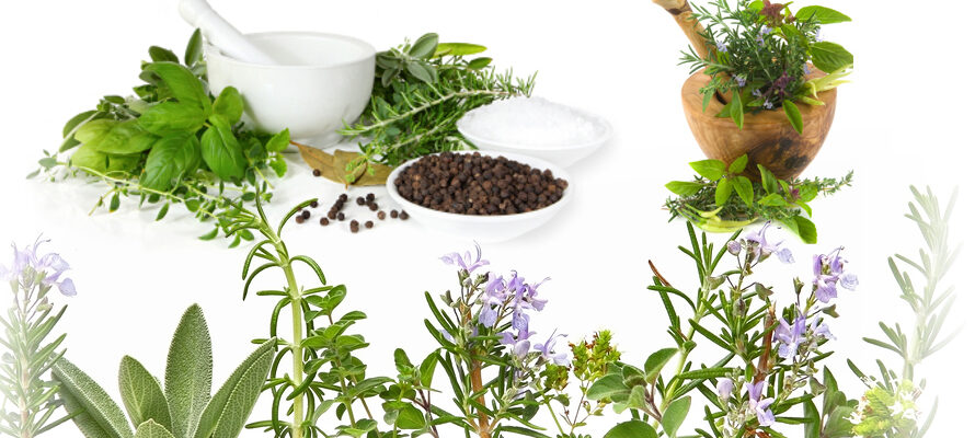 Relearning Traditional Herbal Remedies for Contemporary Wellness